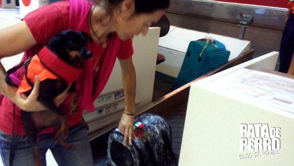 viajar con perros en cabina del avion pata de perro blog de viajes mexico 05.JPG