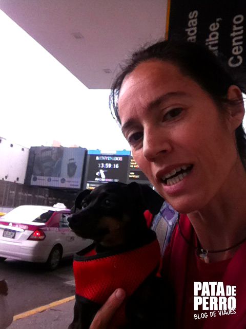 viajar con perros en cabina del avion pata de perro blog de viajes03.JPG