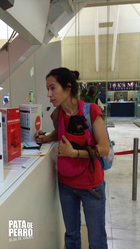 viajar con perros en la cabina del avion pata de perro blog de viajes mexico04.JPG