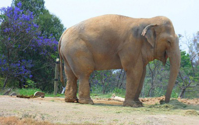 africam safari valsequillo puebla mexicoelefante