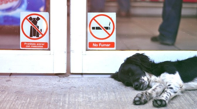 Lista Negra: Lugares donde humanos con perros no somos bienvenidos