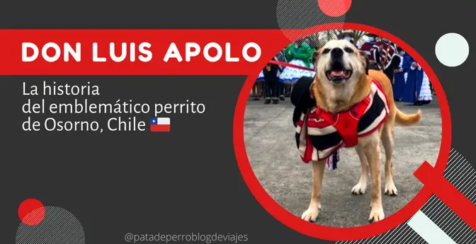 Don Luis Apolo: La historia del emblemático perrito de Osorno, Chile